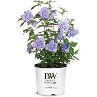 Proven Winners Blue Chiffon Hibiscus Shrub
